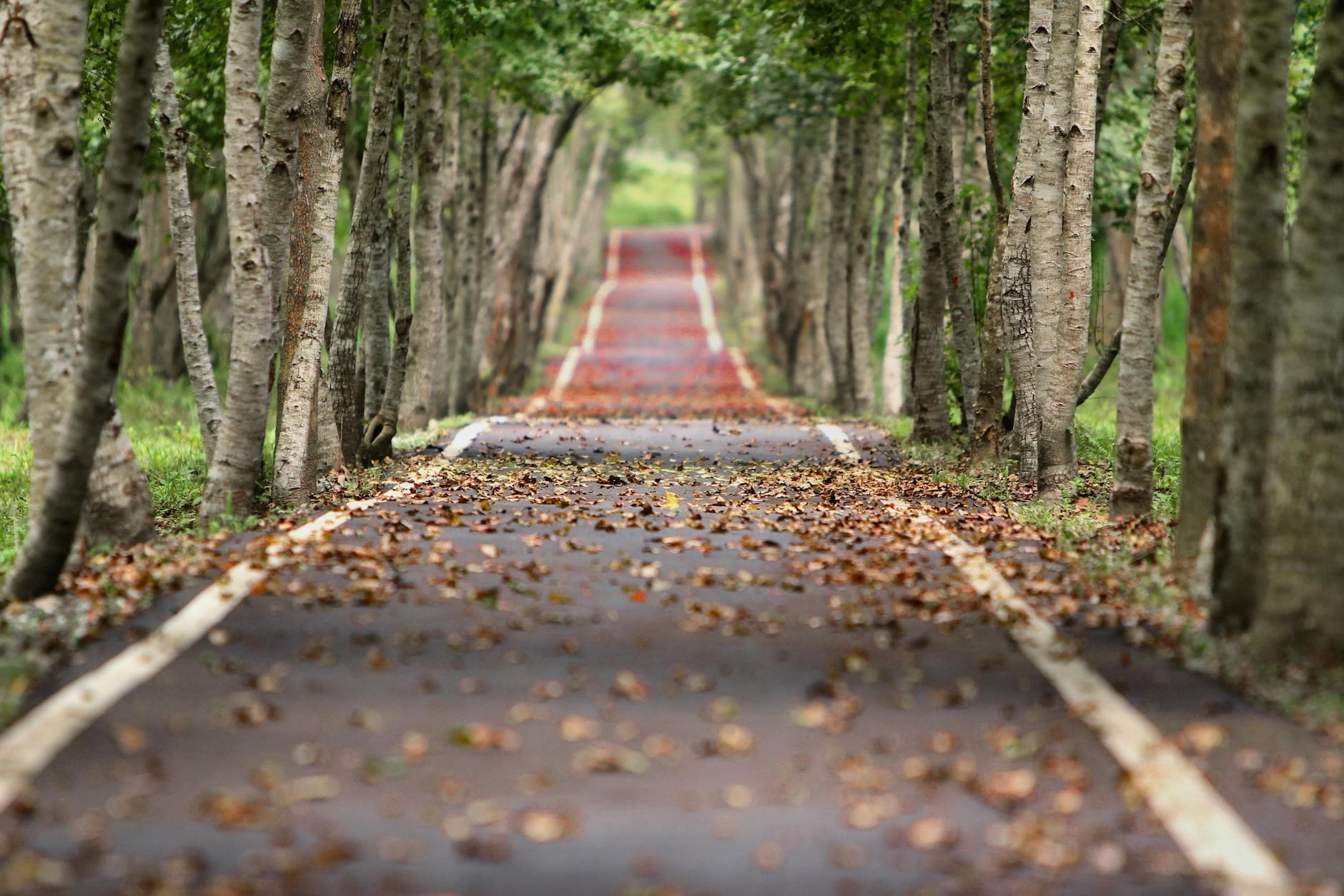 A tranquil, tree-lined pathway with fallen leaves, capturing the essence of autumn in a lush forest setting. - mindful nature walks