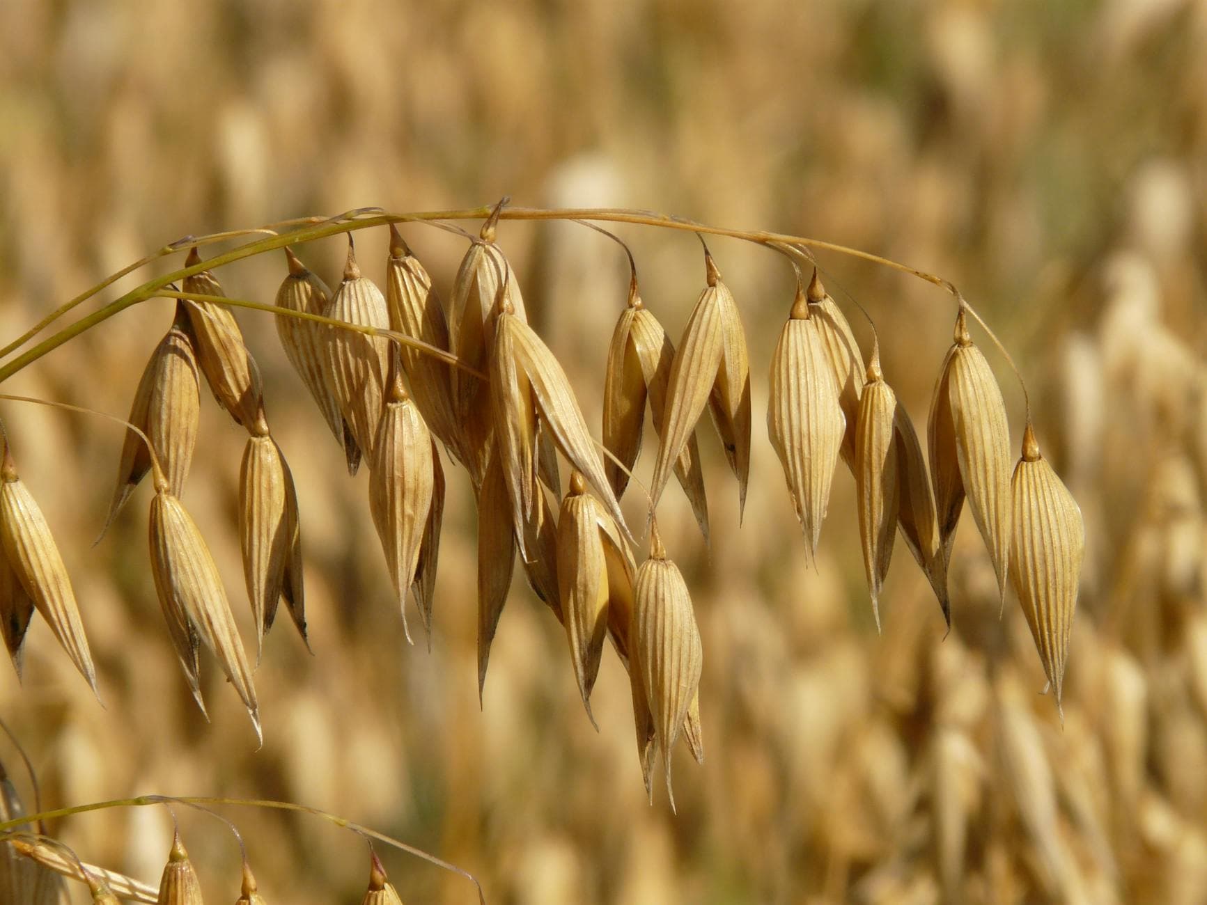 Close-up view of mature oat grains, perfect for agriculture themes. - oatmeal benefits