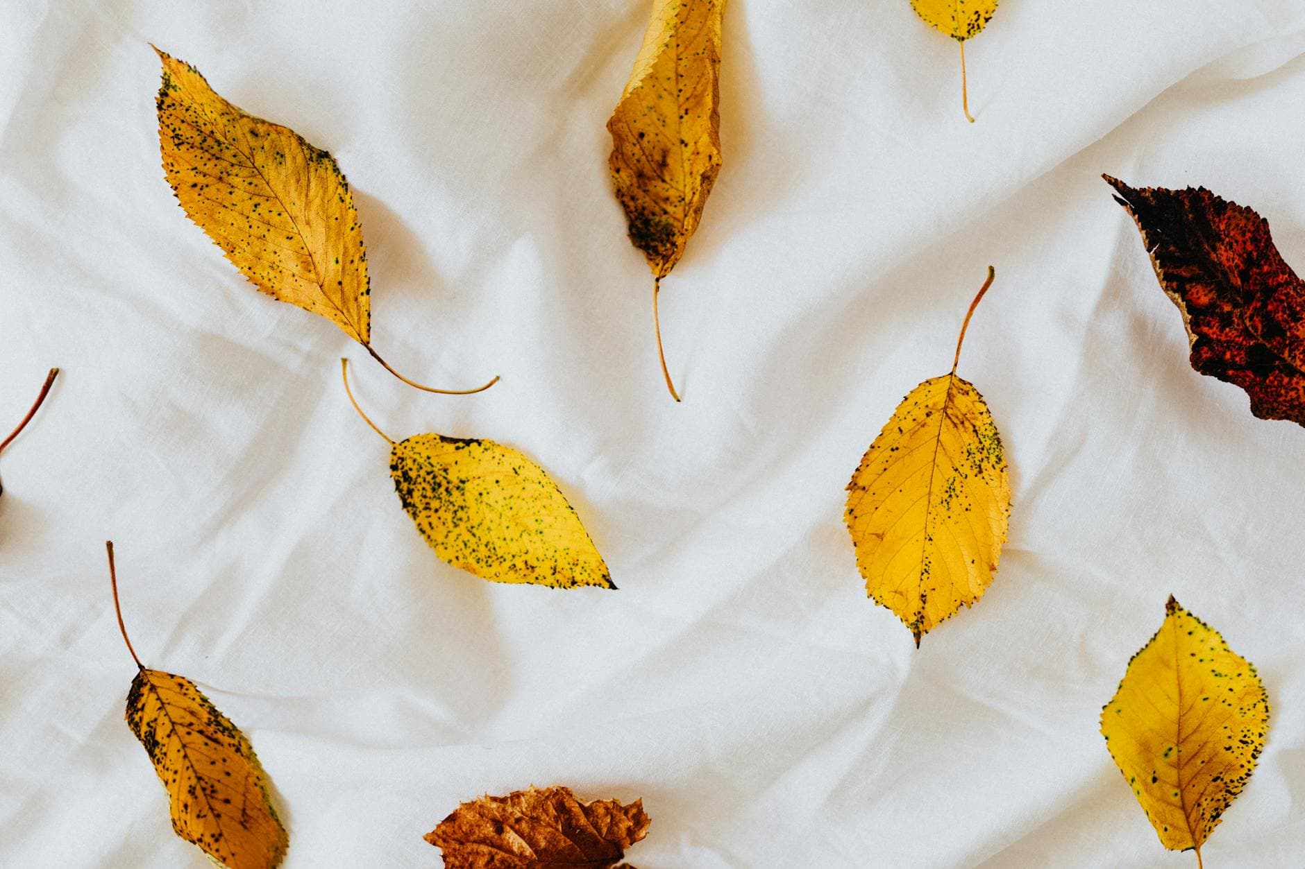 Overhead view of scattered autumn leaves on a white fabric background, showcasing fall colors. - seasonal mood changes