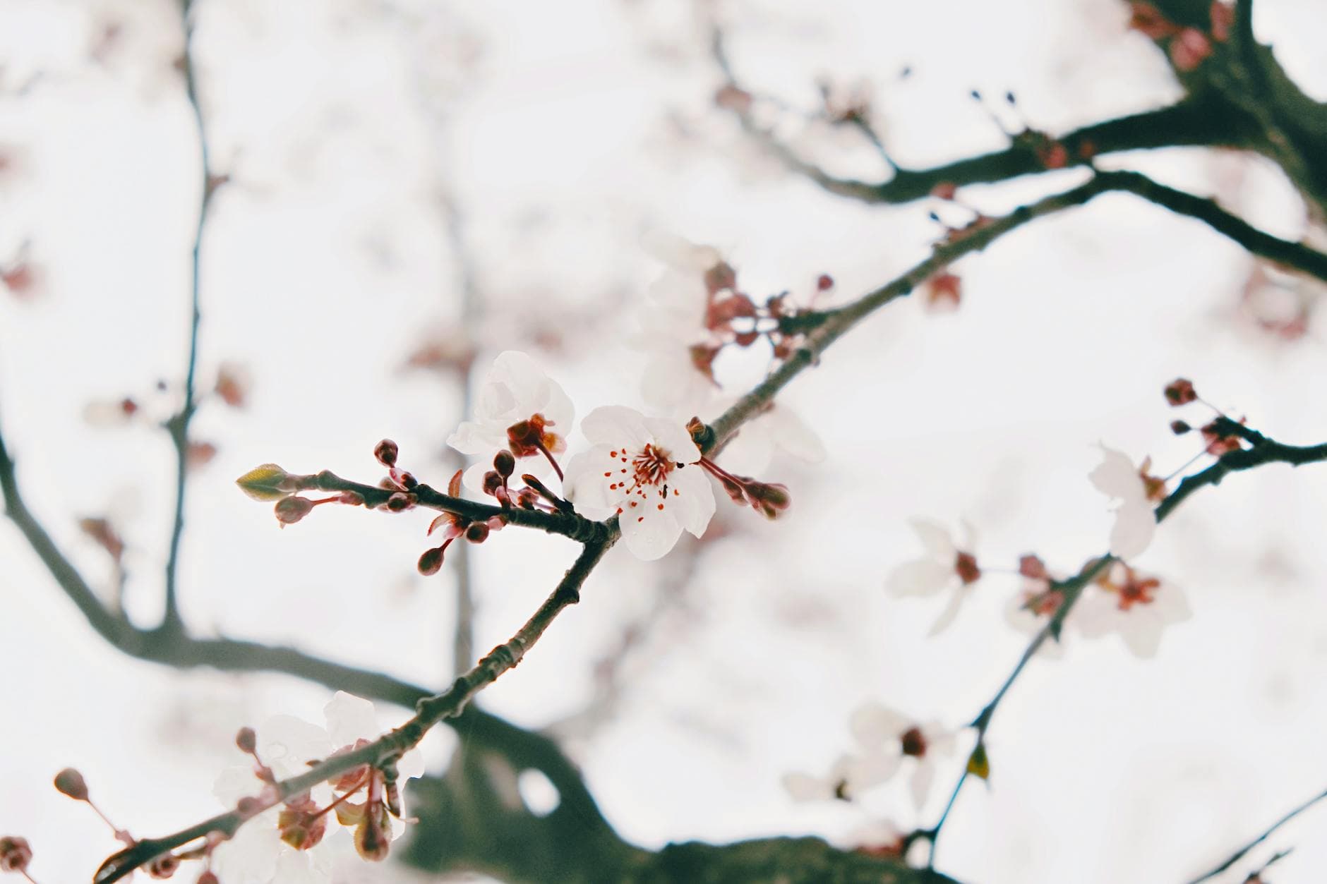 Delicate cherry blossoms bloom on a branch in spring, symbolizing renewal. - mental clarity spring