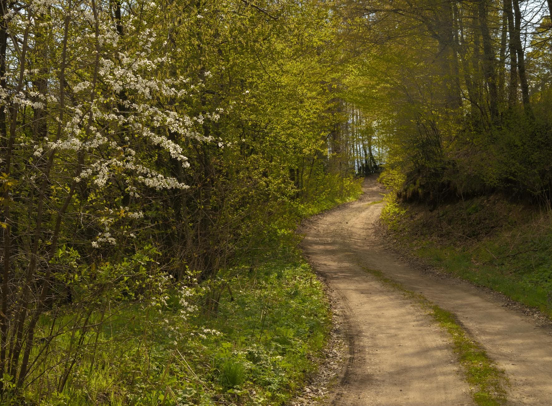 A tranquil dirt road winding through a lush, green forest in spring. - spring hiking for beginners