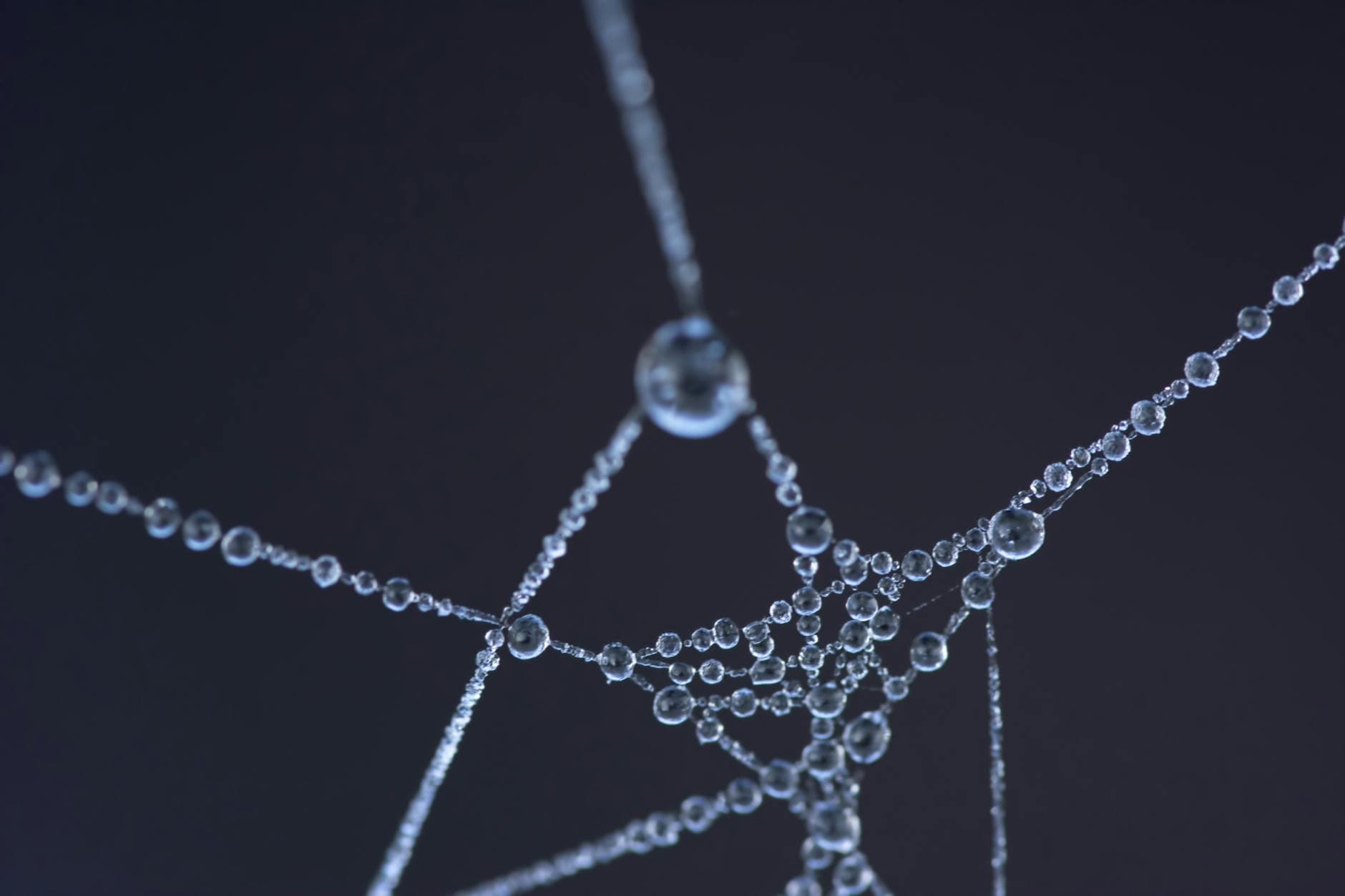 Close-up shot of a spider web with glistening water droplets, creating an artistic and abstract appearance. - magnesium oil benefits