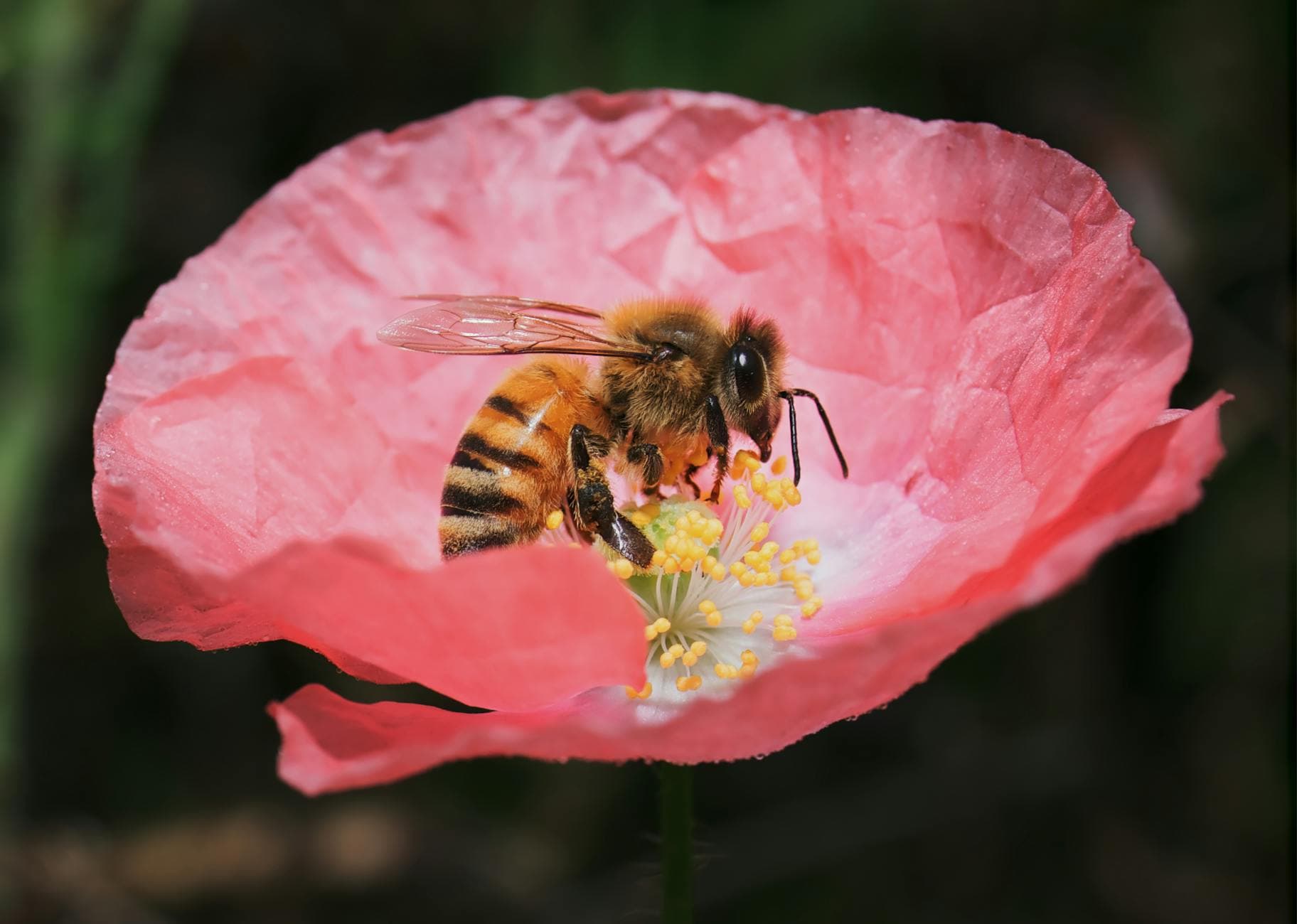 Close-up of a honey bee collecting pollen on a delicate pink flower. - spring pollen allergies