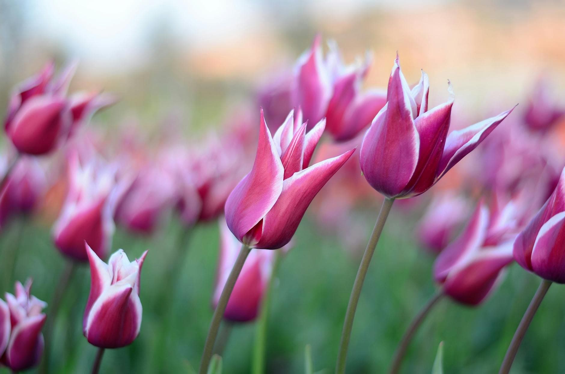 A stunning photo of pink tulip flowers in full bloom during spring. - spring seasonal affective disorder