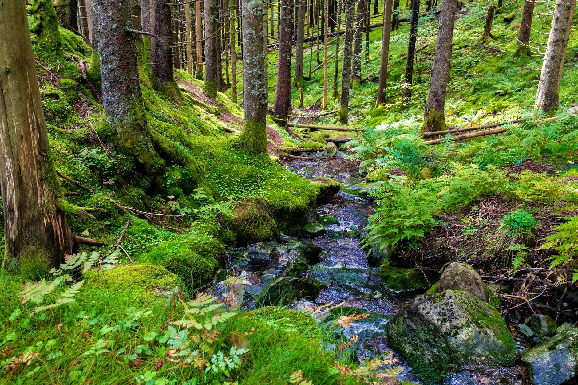 Explore a serene forest scene with vibrant green moss, flowing stream, and towering trees. - spring hiking running