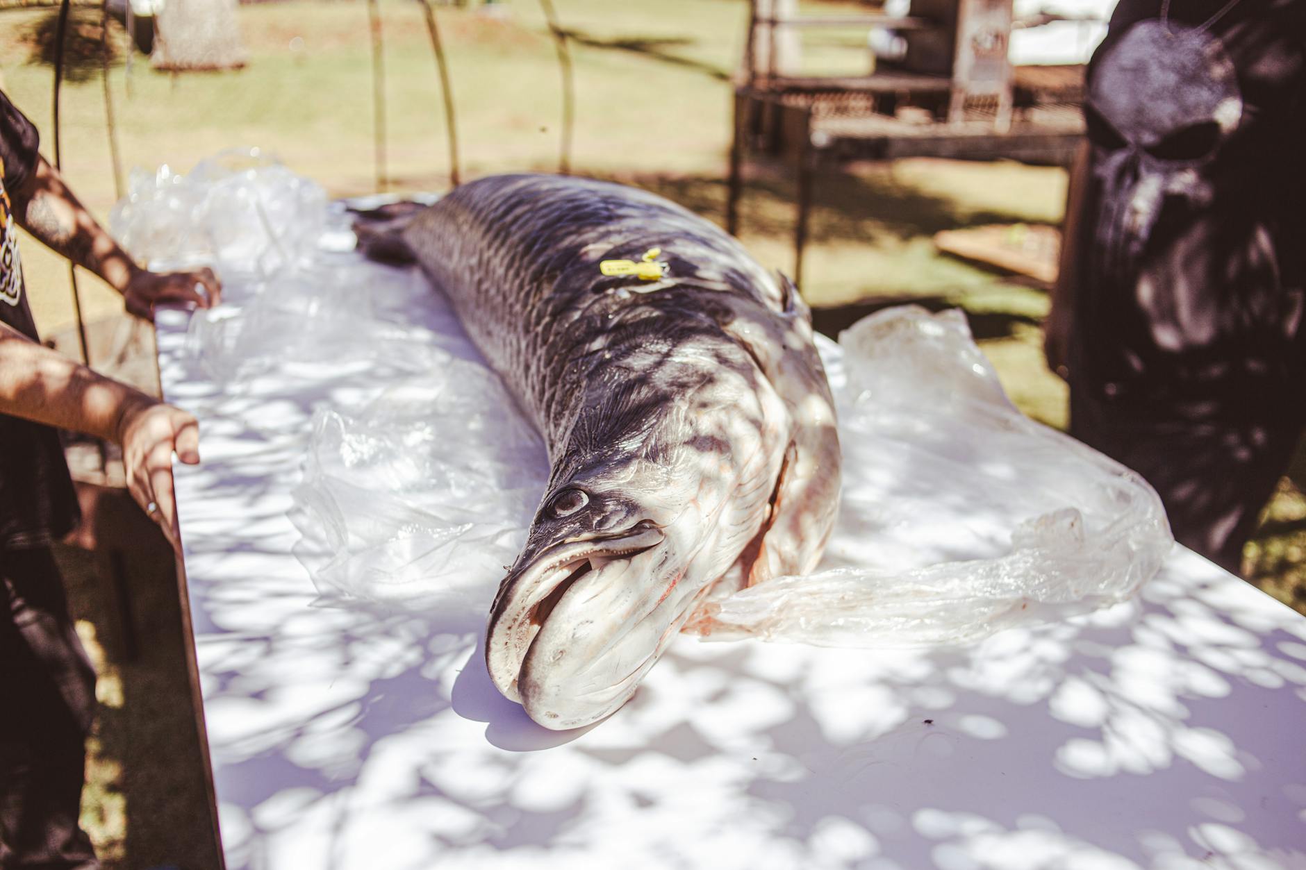 Closeup of a large fish on a white table outdoors with sunlight and shadows. - best gut health foods