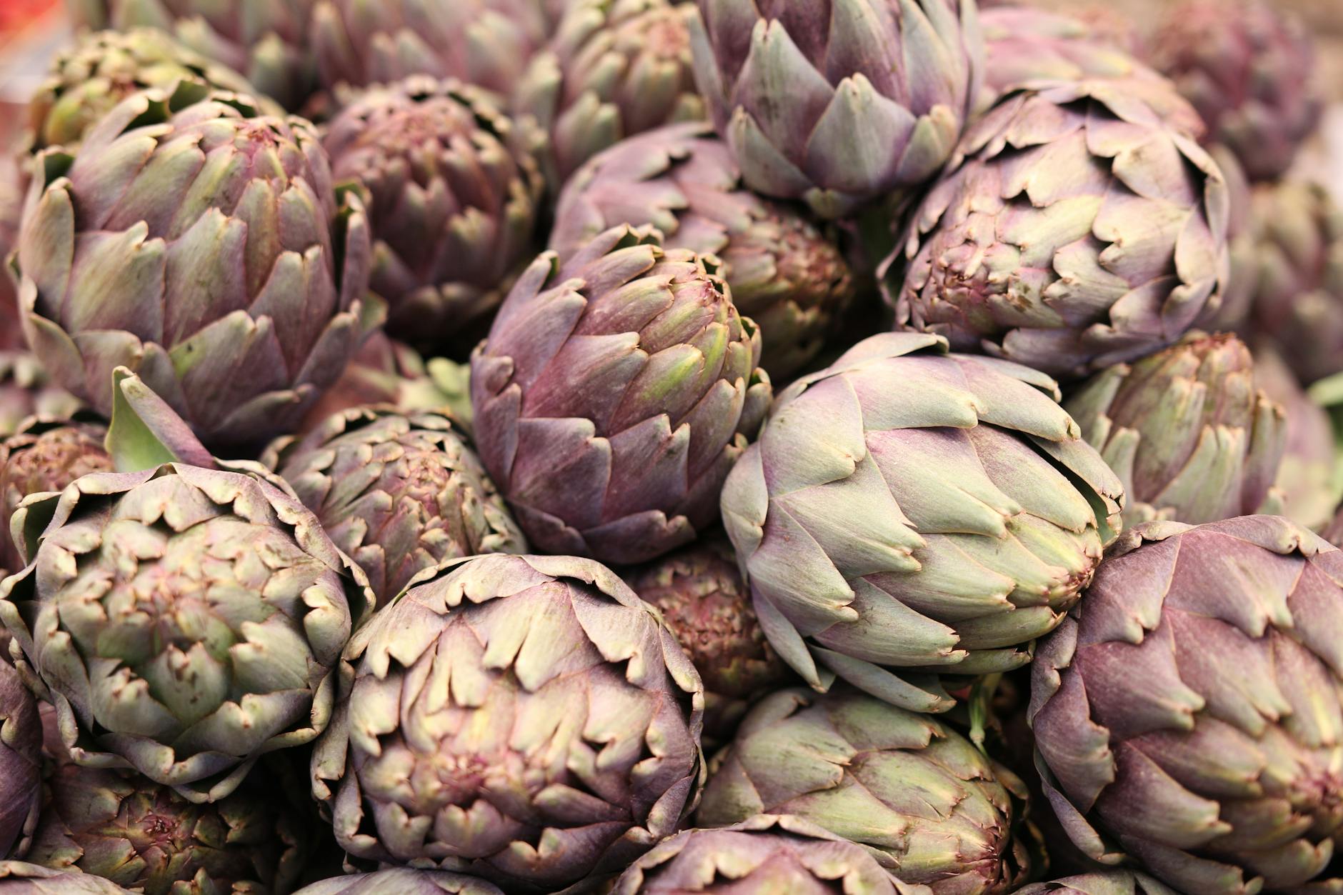 A detailed close-up image of fresh, organic artichokes arranged in a vibrant, ripe pile. - bloom greens benefits