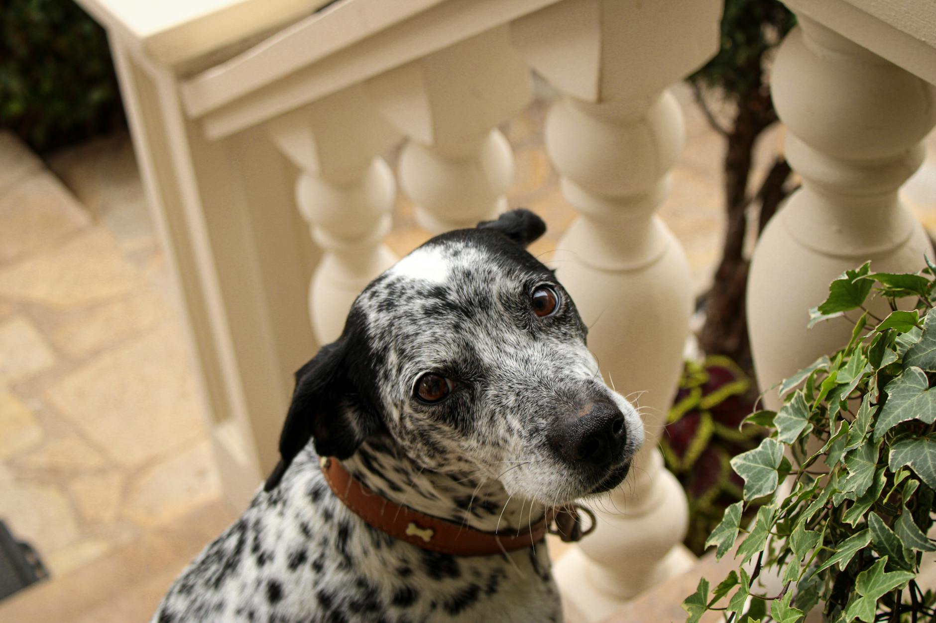 Cute black and white dog with collar sitting on a porch in Greece. - best mediterranean cookbook