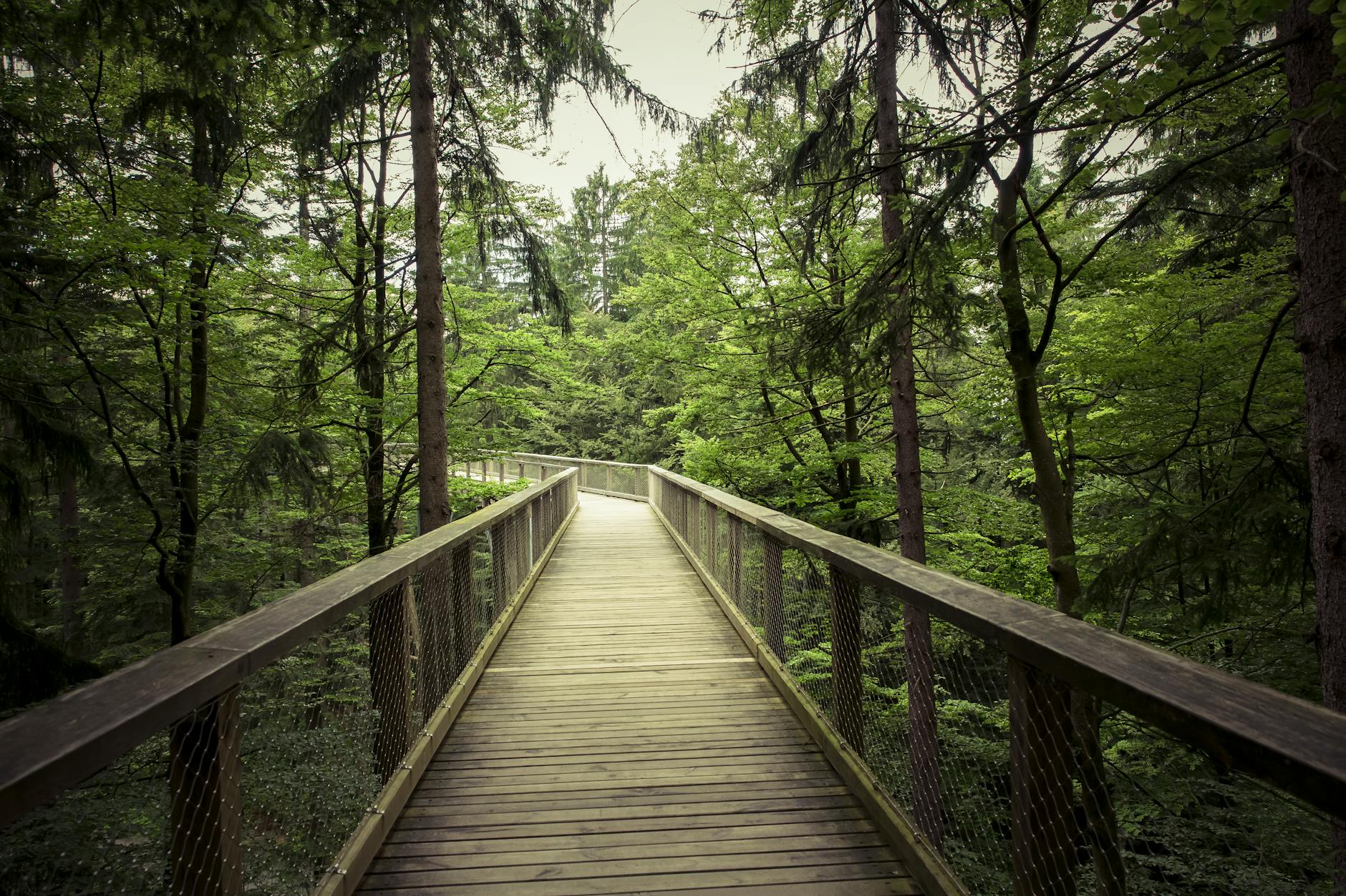 Explore a scenic wooden walkway through a serene green forest, perfect for nature lovers and hikers. - mindful nature walks