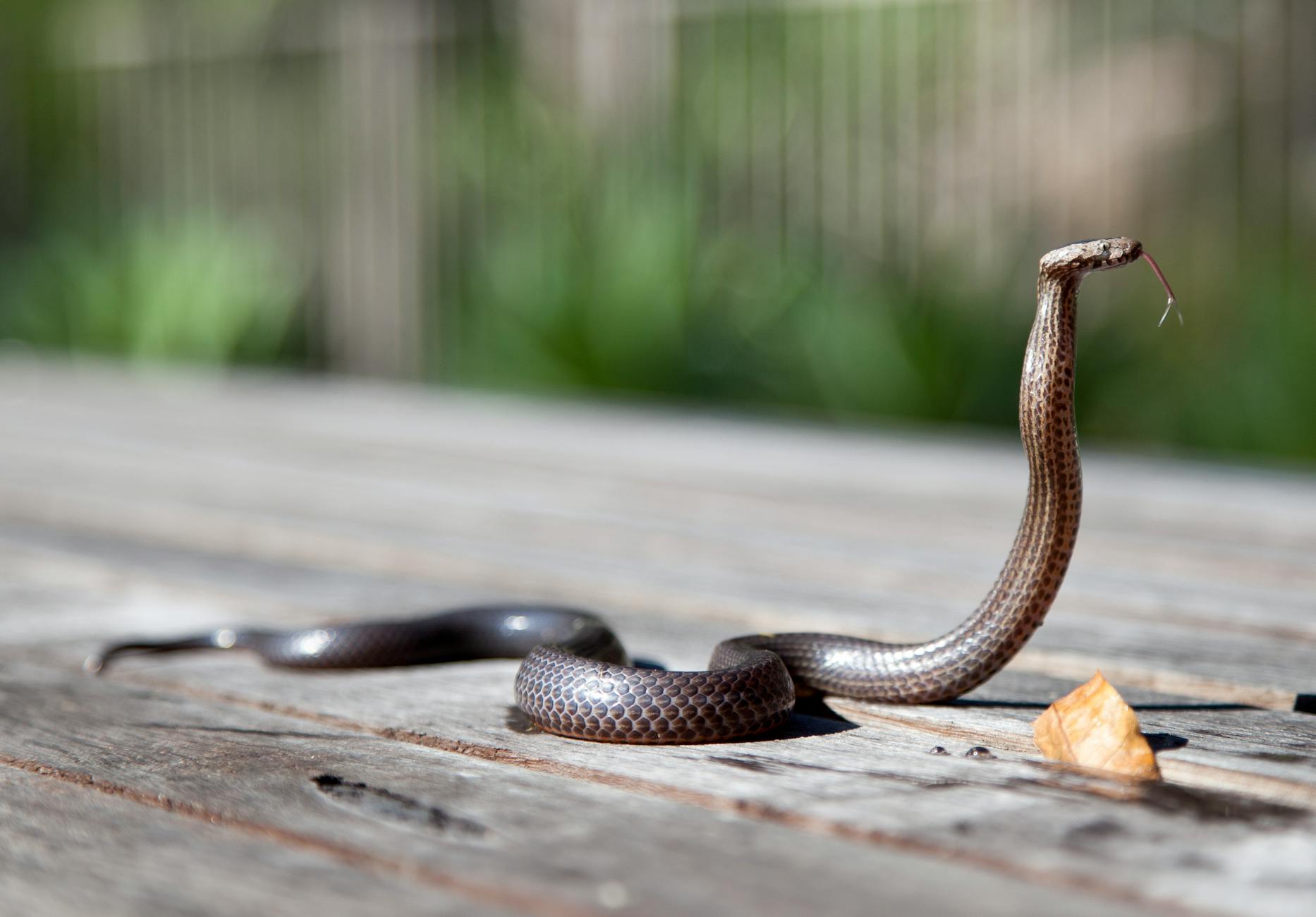 Brown snake with raised body and forked tongue on wooden surface outdoors. - posture corrector