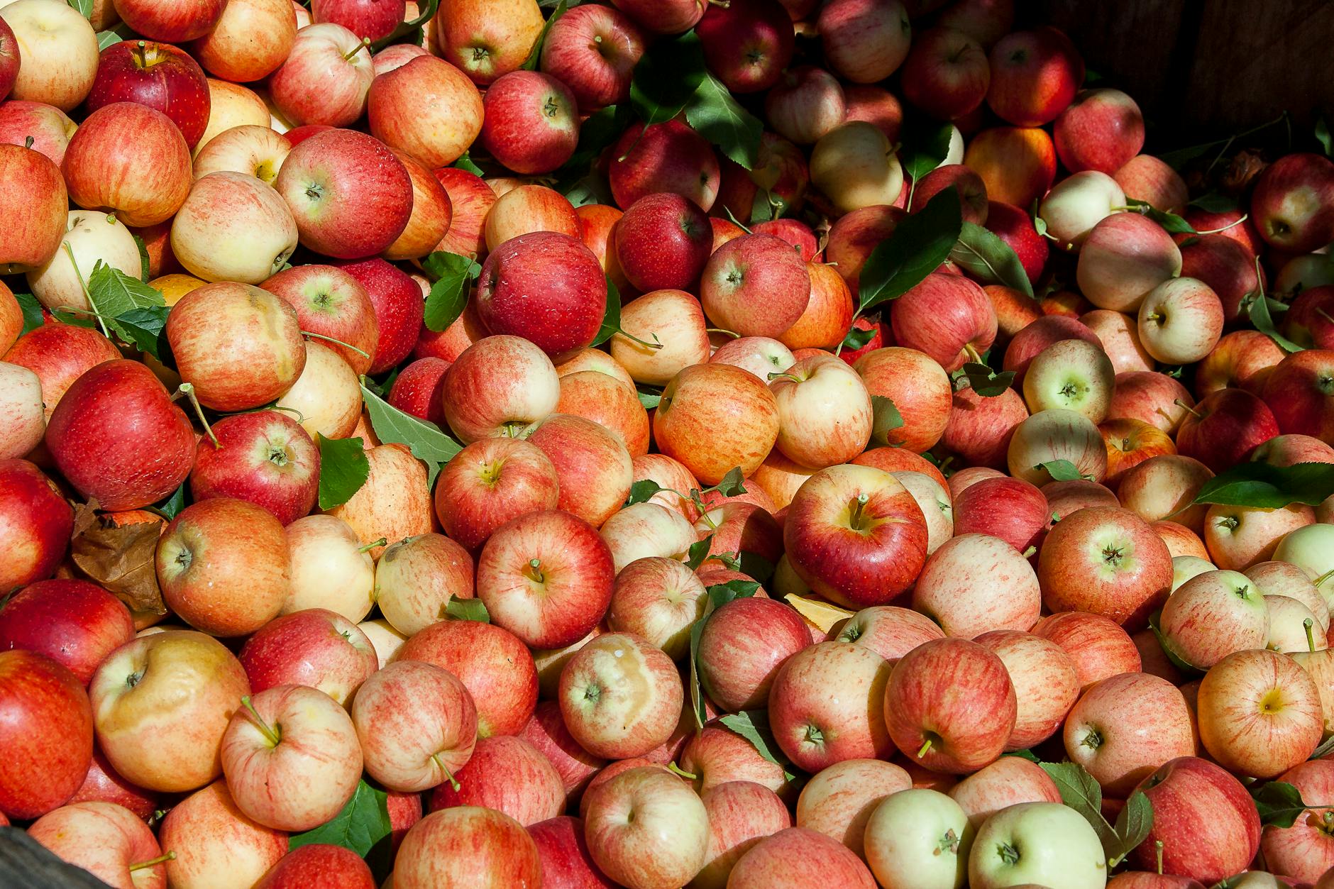 A vibrant close-up of freshly picked red apples showcasing their natural beauty and abundance. - spring produce benefits
