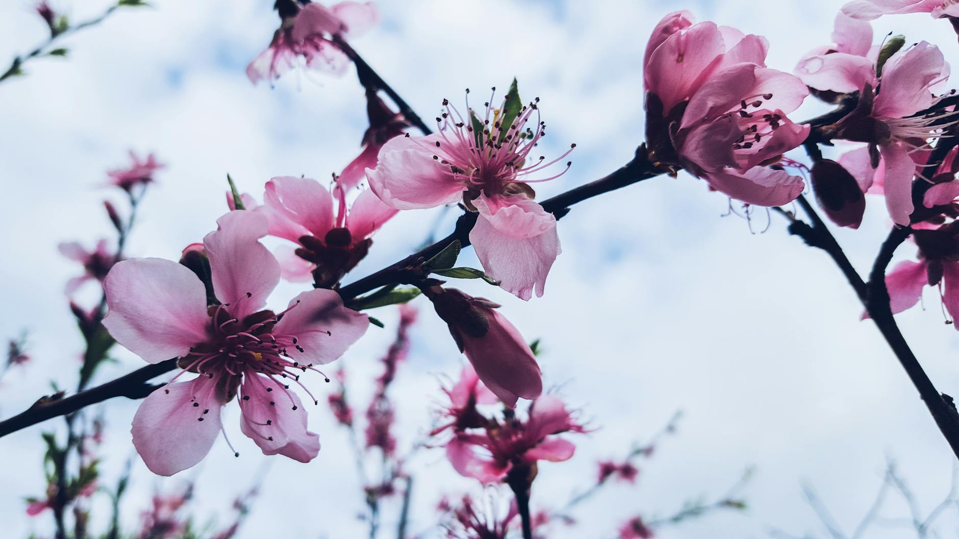 Vibrant pink flowers blooming on a branch against a clear blue sky, symbolizing spring's arrival. - spring seasonal affective disorder
