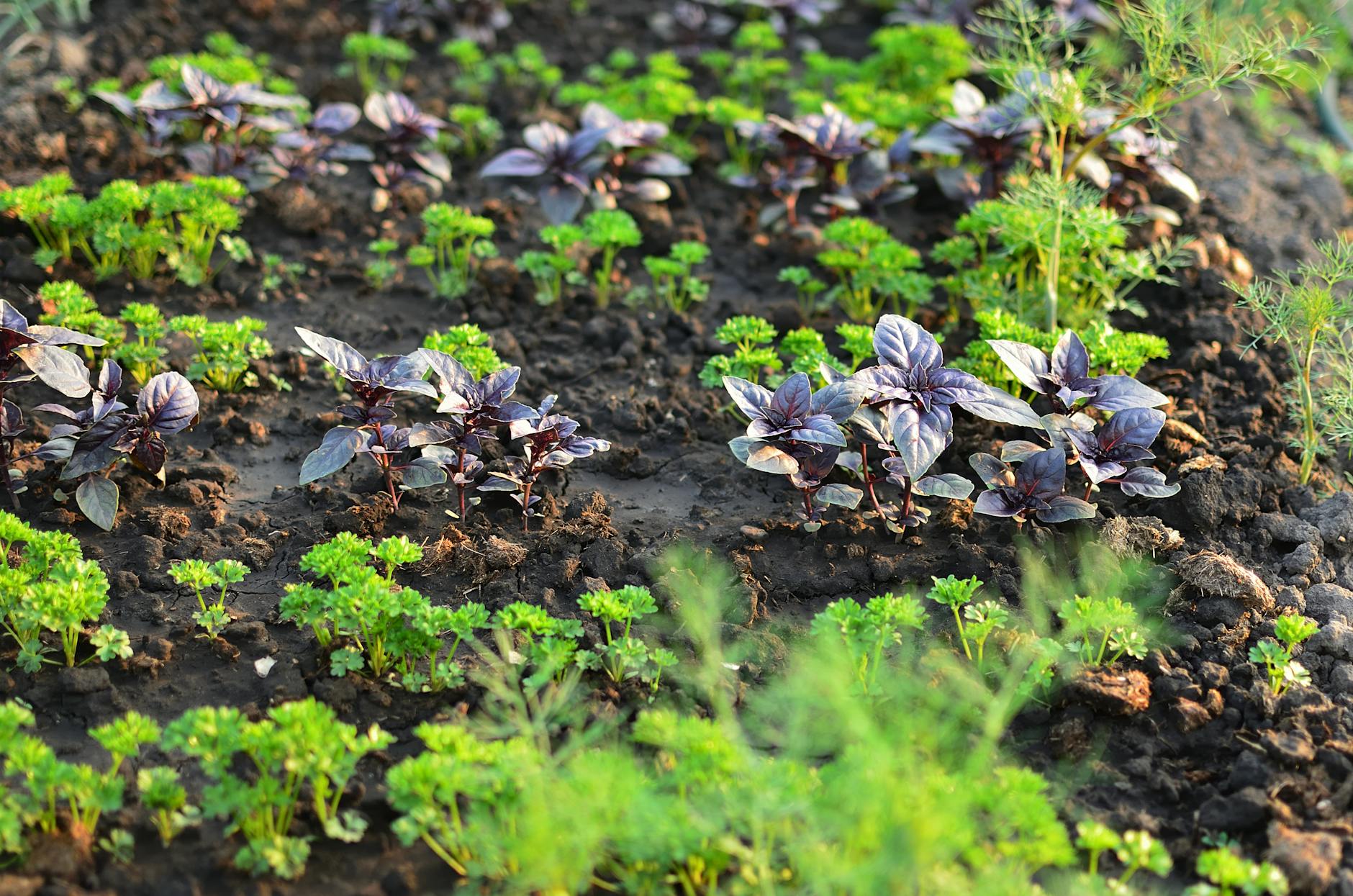 Close-up of a flourishing herb garden with purple basil and green parsley growing in rich soil. - gardening for health