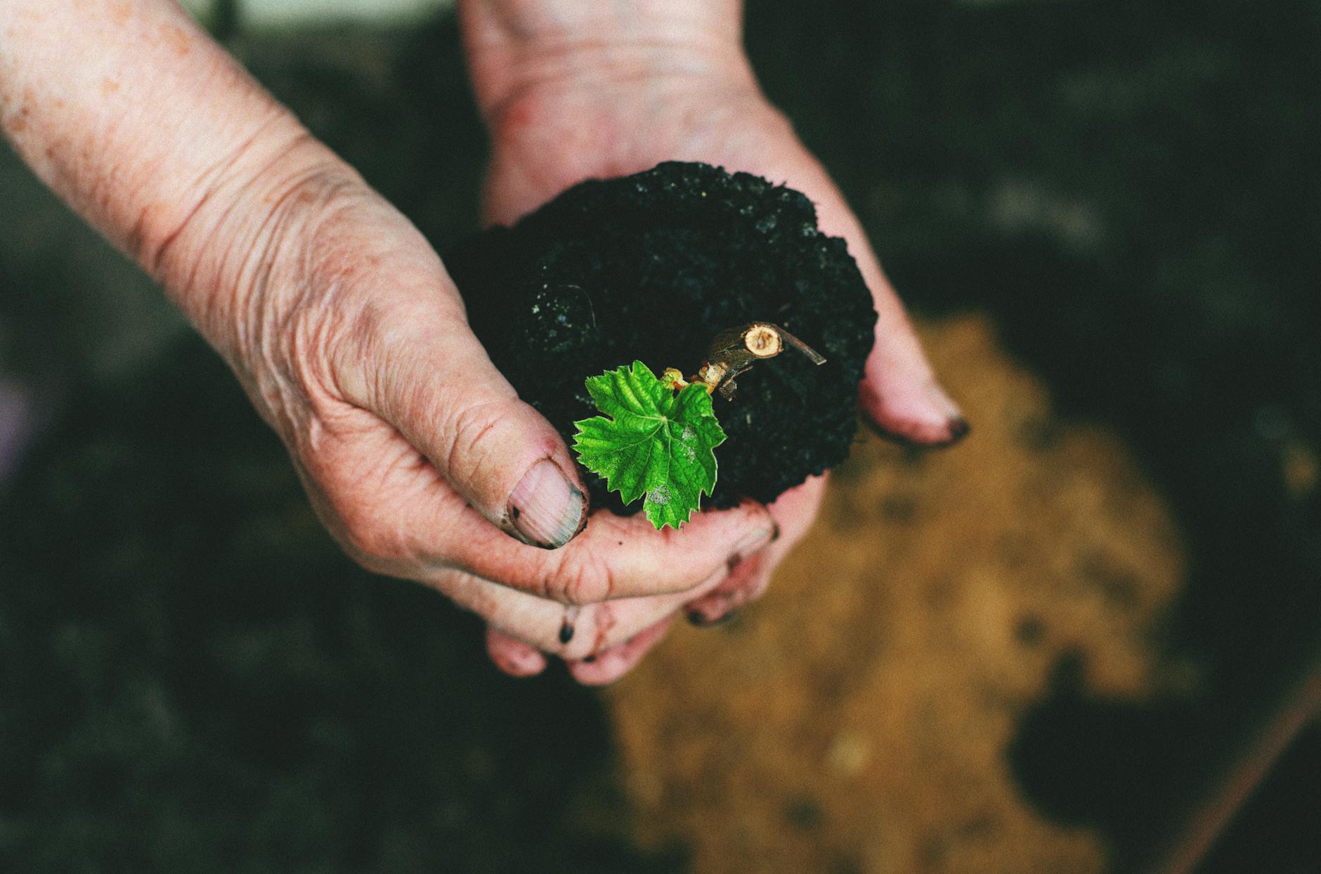 Close-up of hands holding soil with a green seedling, representing growth and nature conservation. - gardening for health