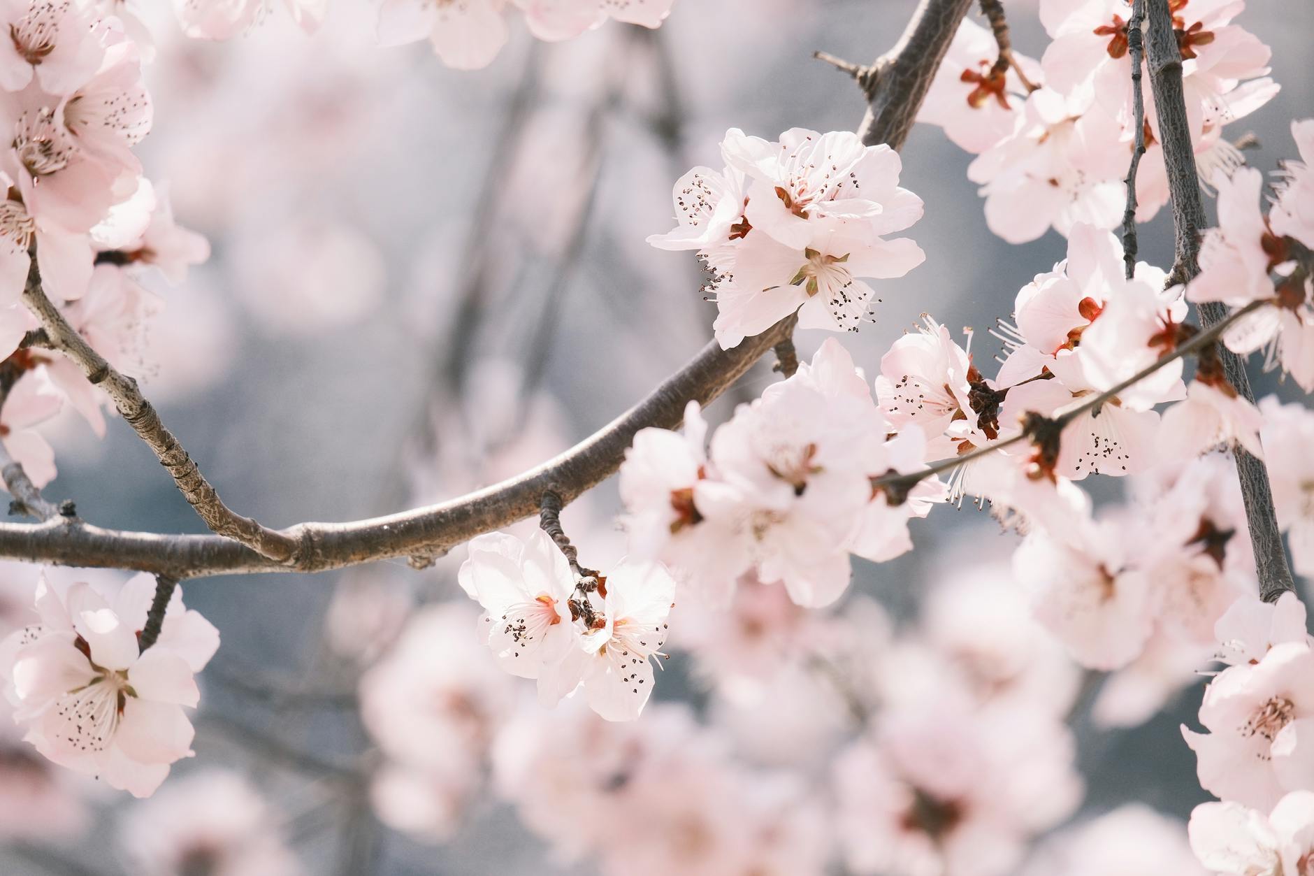 Delicate pink cherry blossoms in full bloom on a sunny spring day. - metabolism reset spring