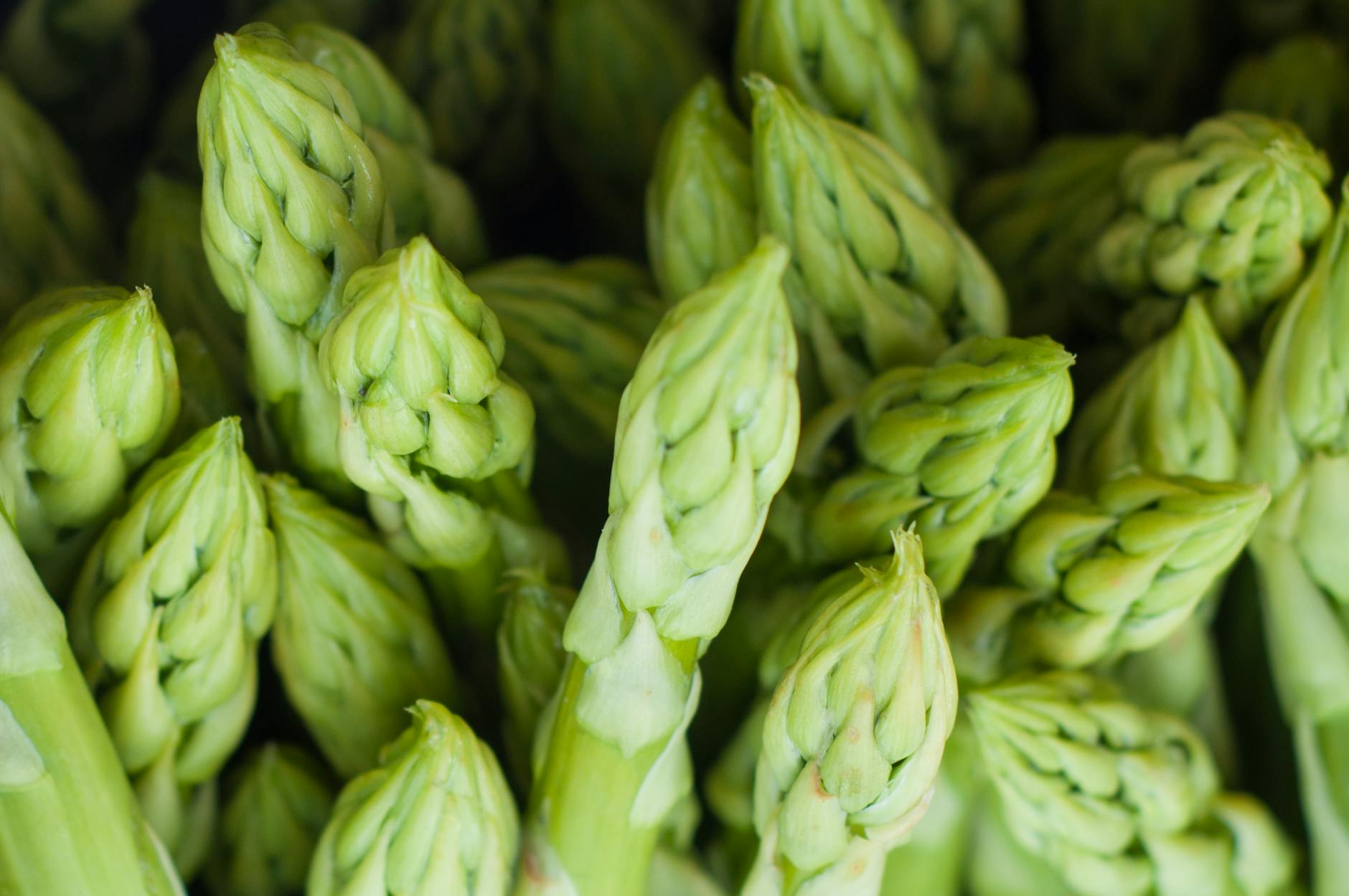 A vibrant close-up of fresh green asparagus spears capturing natural texture and freshness. - probiotic foods spring
