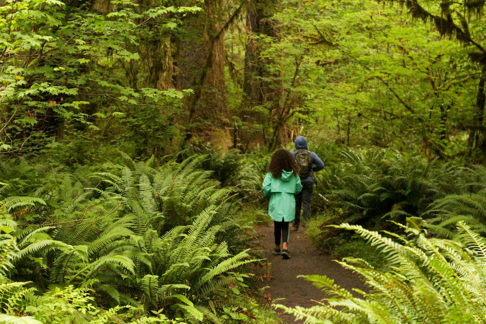 A couple enjoys a hike through a verdant forest in Forks, Washington, showcasing the beauty of nature. - spring hiking for beginners
