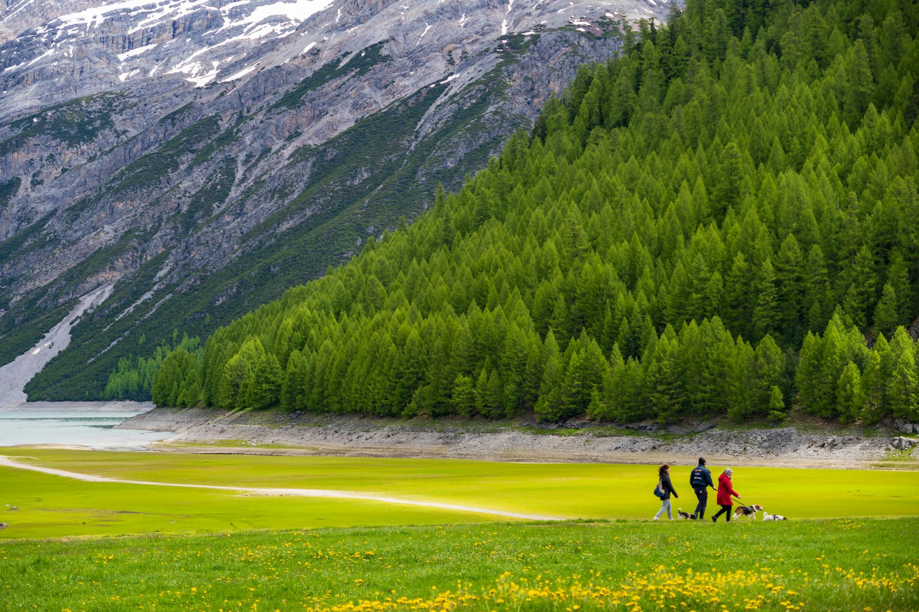 A picturesque landscape of Livigno in Lombardia, Italy, featuring hikers with dogs walking in a lush green valley. - spring hiking for beginners