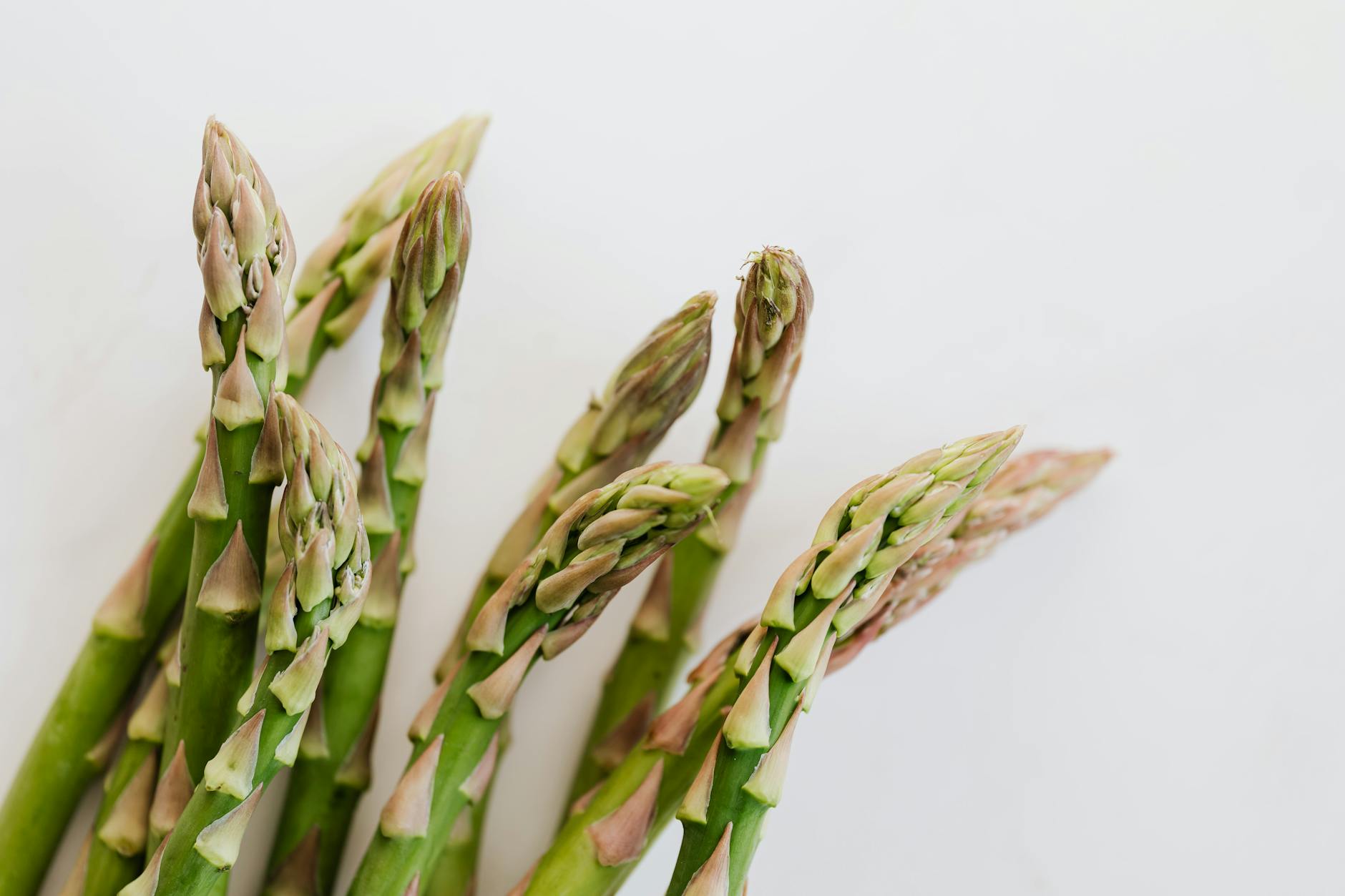 Close up bunch of fresh ripe asparagus in front of white smooth background - spring nutrition macros