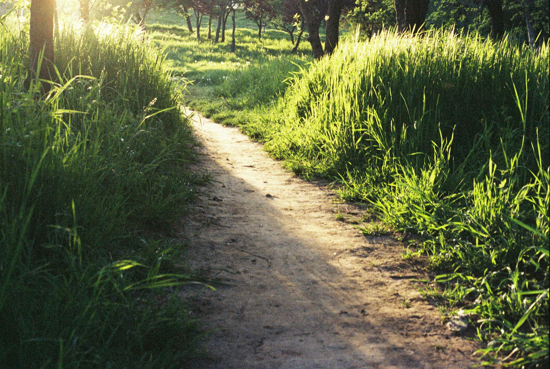 A peaceful dirt path surrounded by lush green grass in a sunlit woodland setting, perfect for nature lovers. - spring trail walking