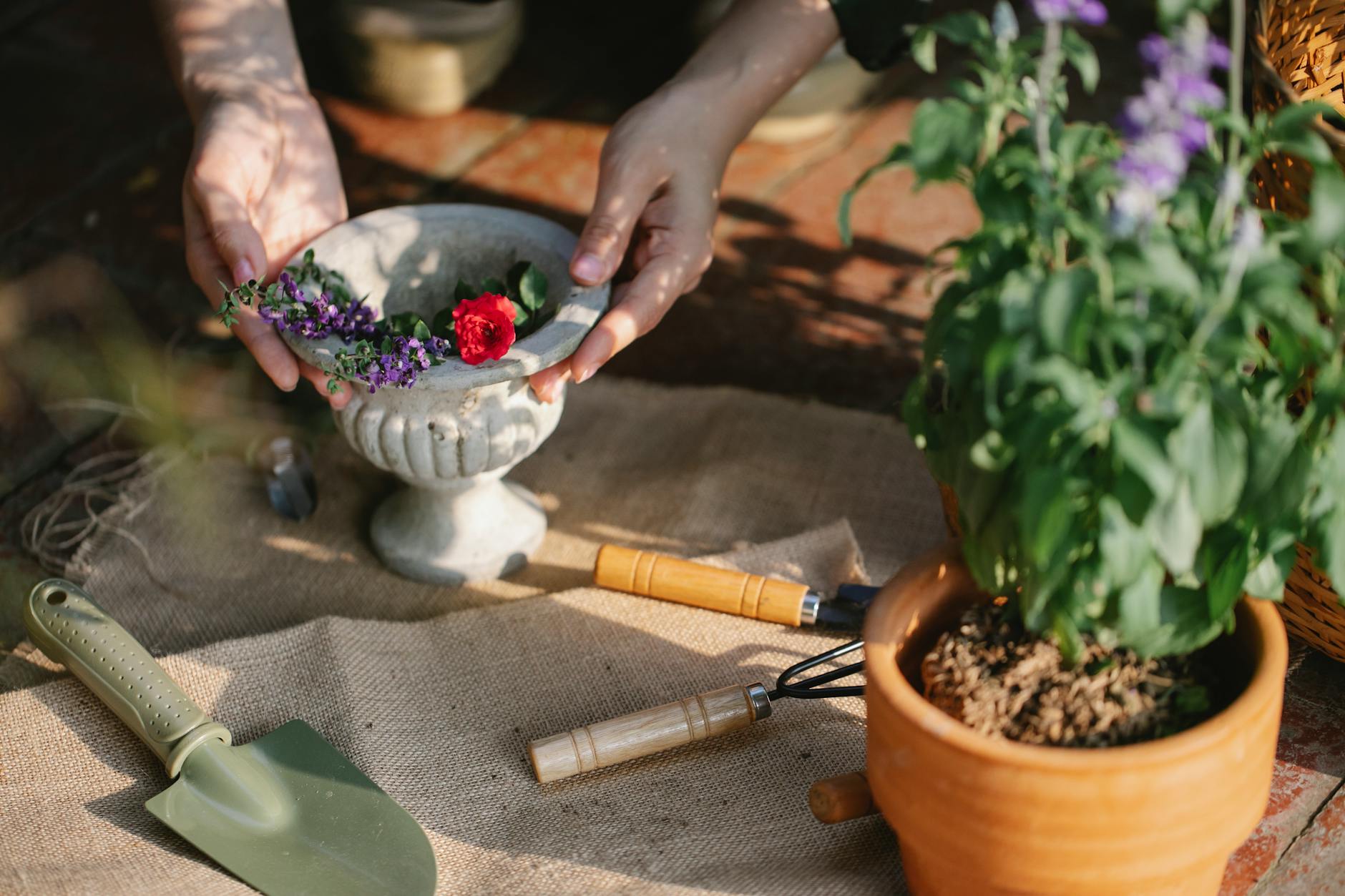 From above of crop anonymous gardener with instruments placed near salvia and rose in pot working in greenhouse - gardening for stress relief