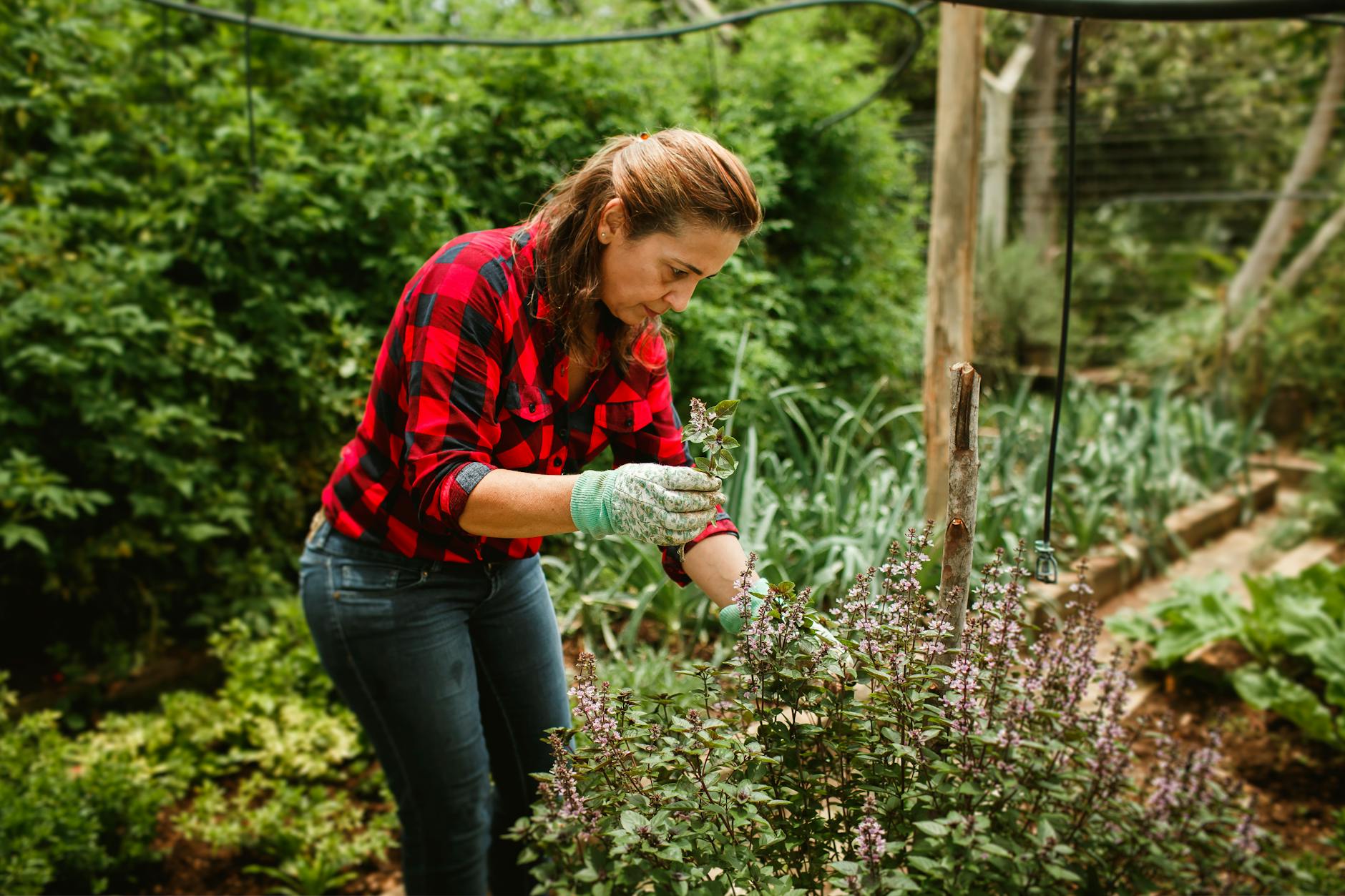 Woman tending to plants in a lush garden, enjoying leisure time outdoors. - gardening for stress relief