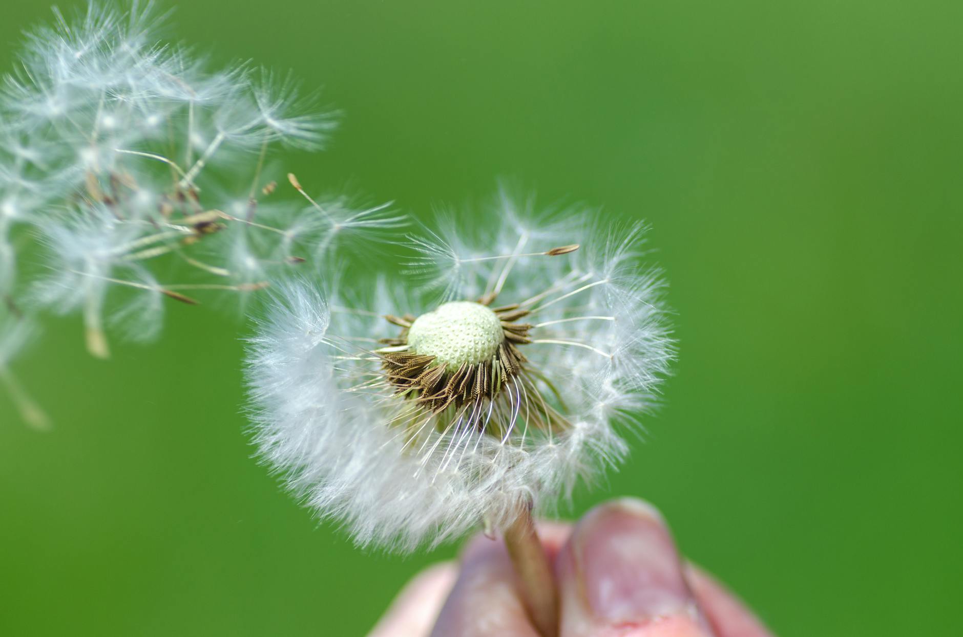 Beautiful macro image of dandelion seeds being blown away, capturing the essence of spring. - spring allergy causes