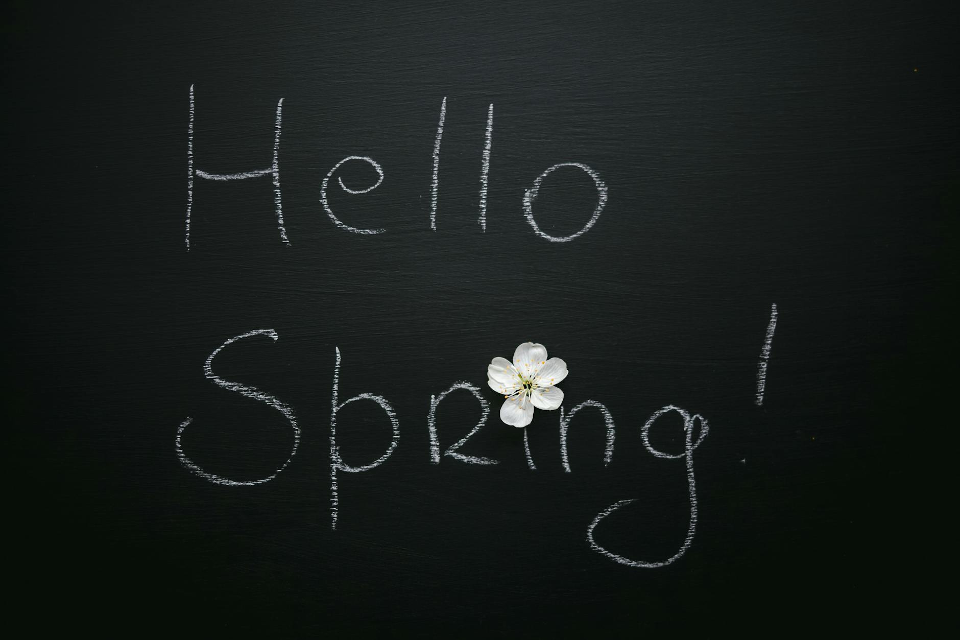 Hello Spring title with blossoming white flower with gentle petals and pleasant aroma on black background - spring sad triggers